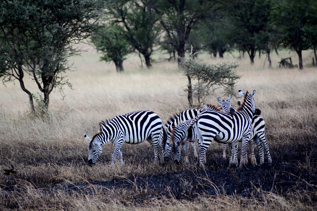 Central Serengeti